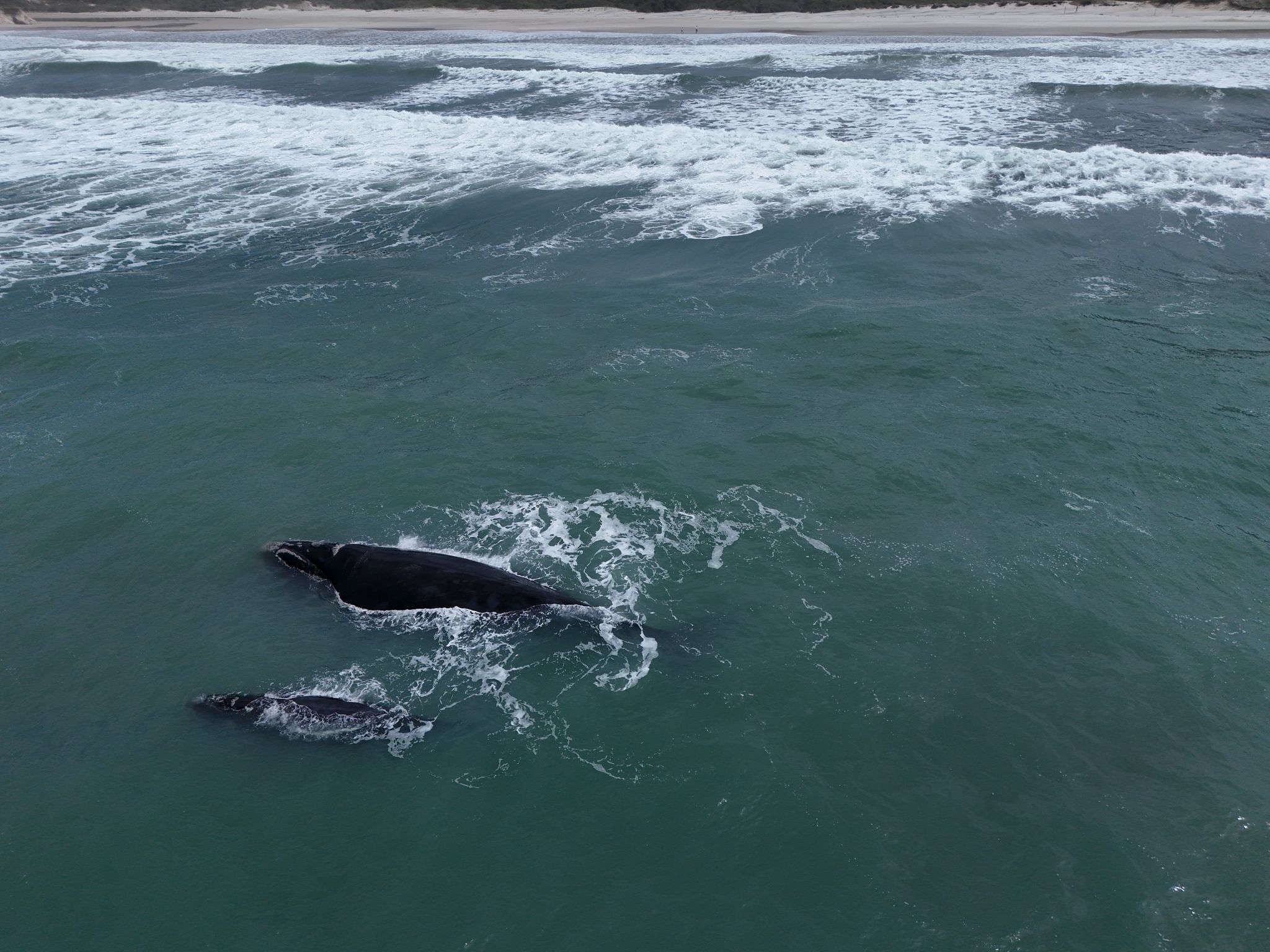 הנה בא עוד דג גדול - לוויתנים בדרום ברזיל
