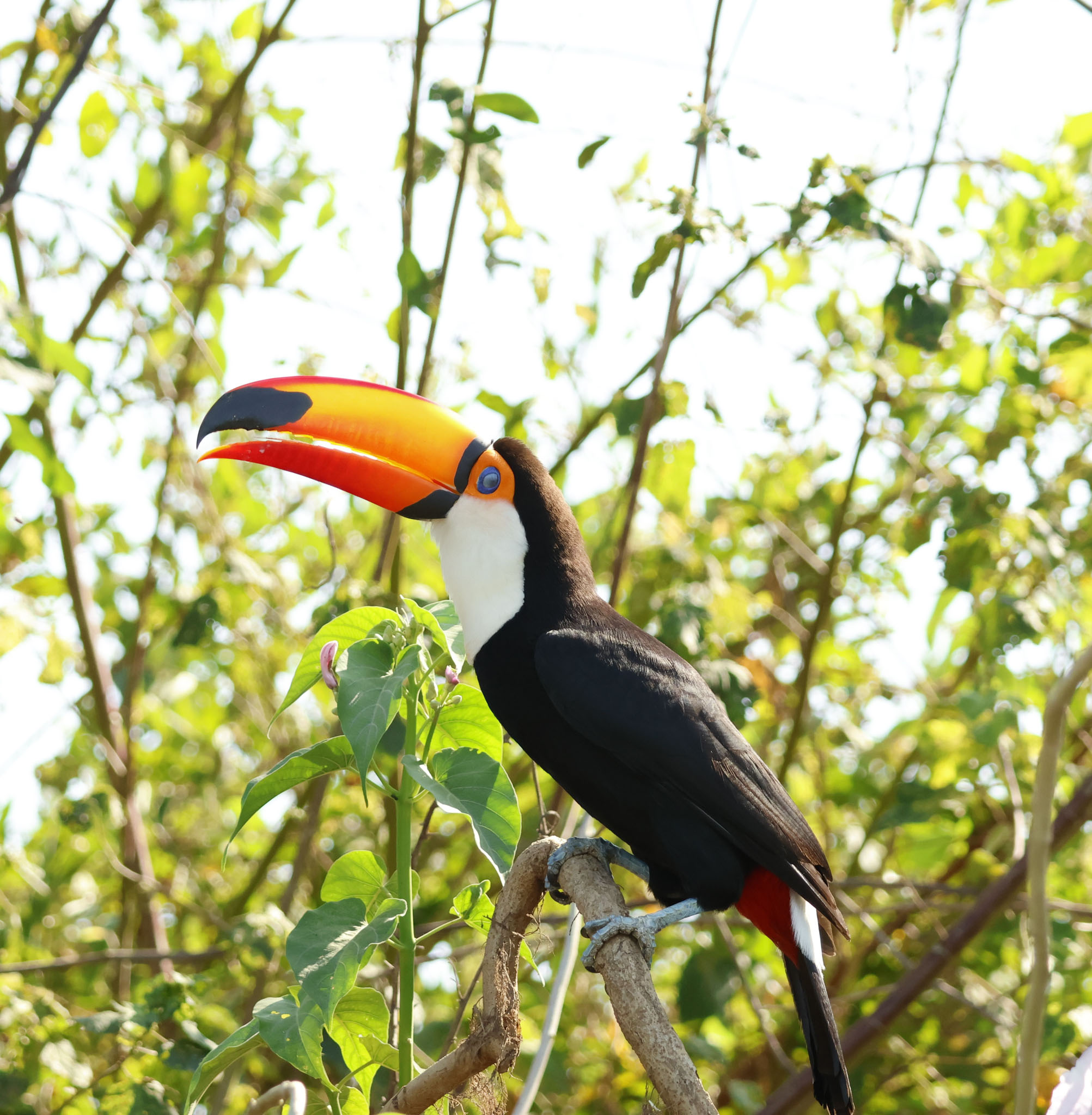 אילו ציפורים